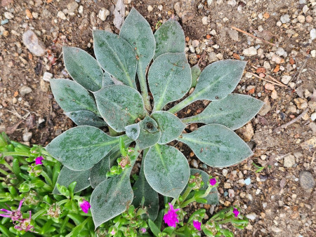 Goniolimon cuspidatum 